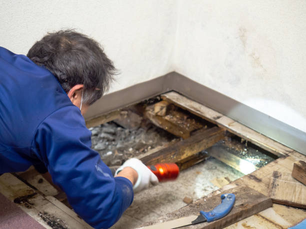 Best Mold Remediation Experts  in Manheim, PA