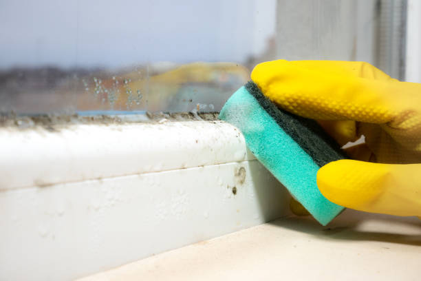 Best Black Mold Removal  in Manheim, PA