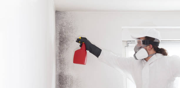 Best Toxic Mold Removal  in Manheim, PA