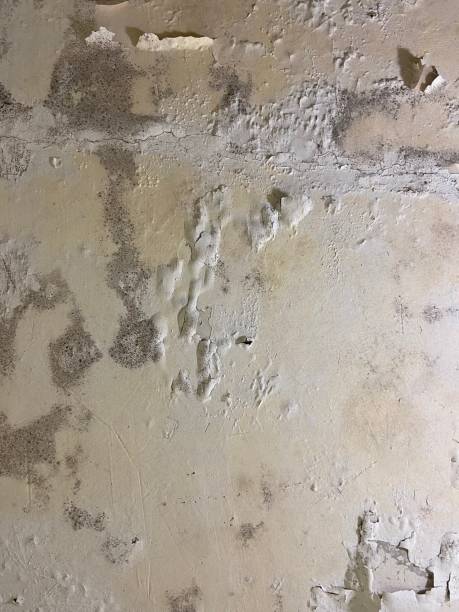 Best Attic Mold Removal  in Manheim, PA